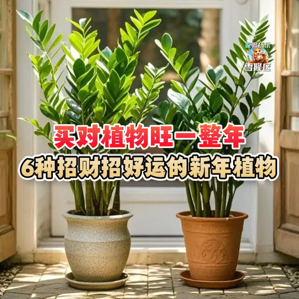 大马吃喝玩乐 - 招财招好运的新年植物