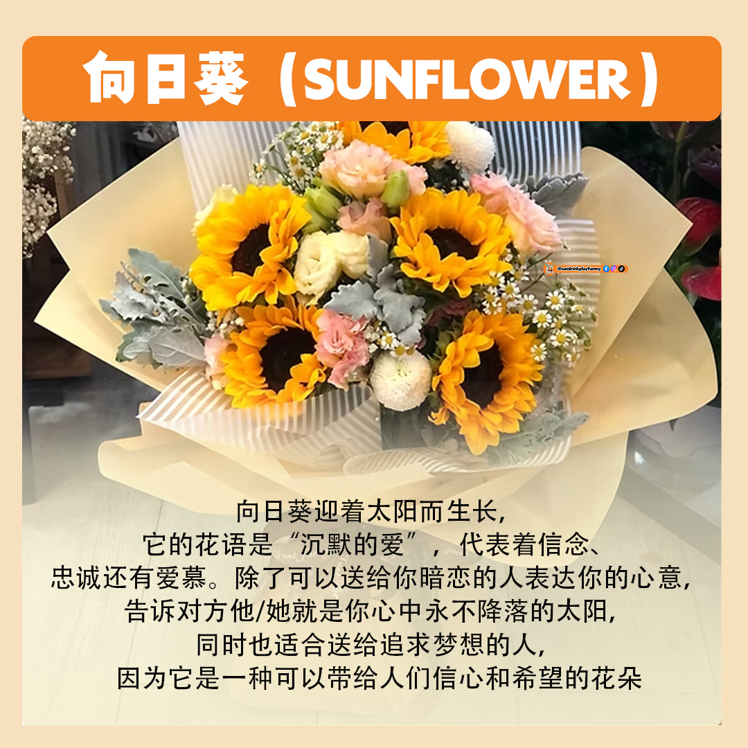 大马吃喝玩乐 - 8种常见花卉的花语 - 520 送花
