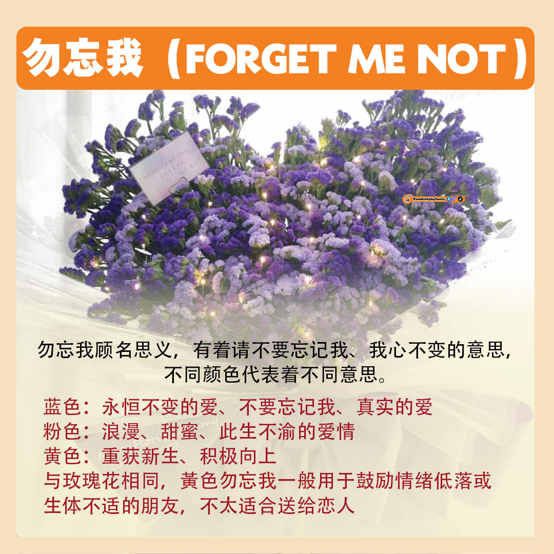 大马吃喝玩乐 - 8种常见花卉的花语 - 520 送花