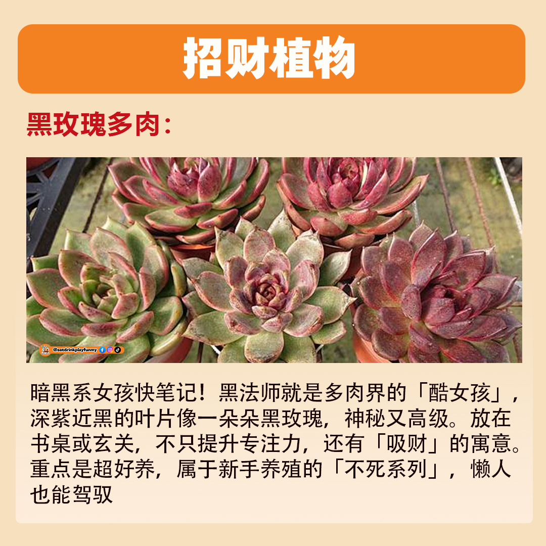 大马吃喝玩乐 - 招财植物