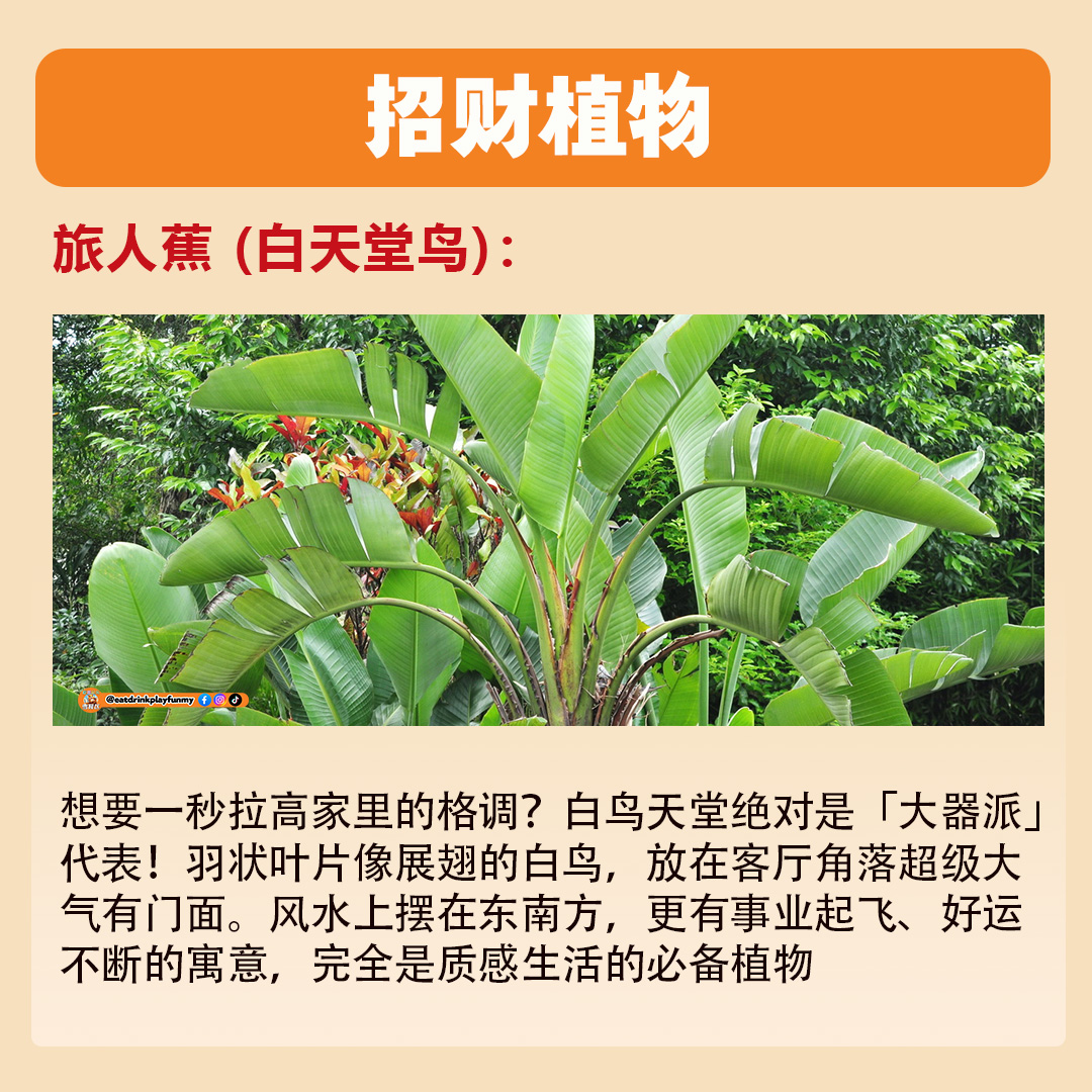 大马吃喝玩乐 - 招财植物