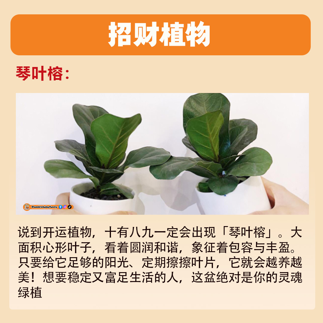 大马吃喝玩乐 - 招财植物