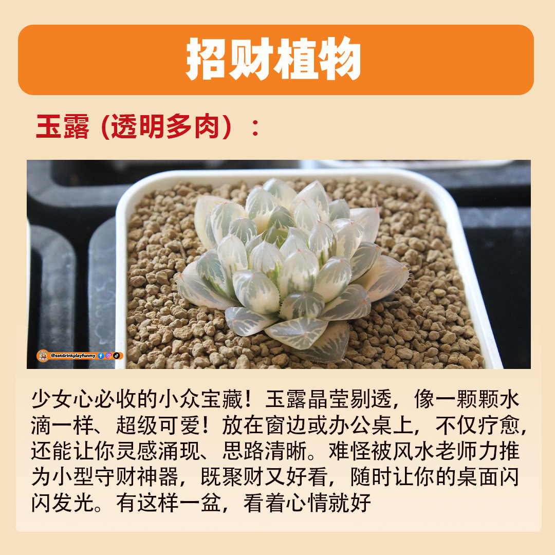 大马吃喝玩乐 - 招财植物