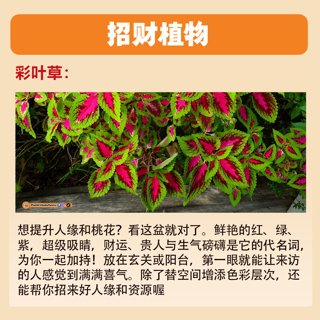 大马吃喝玩乐 - 招财植物