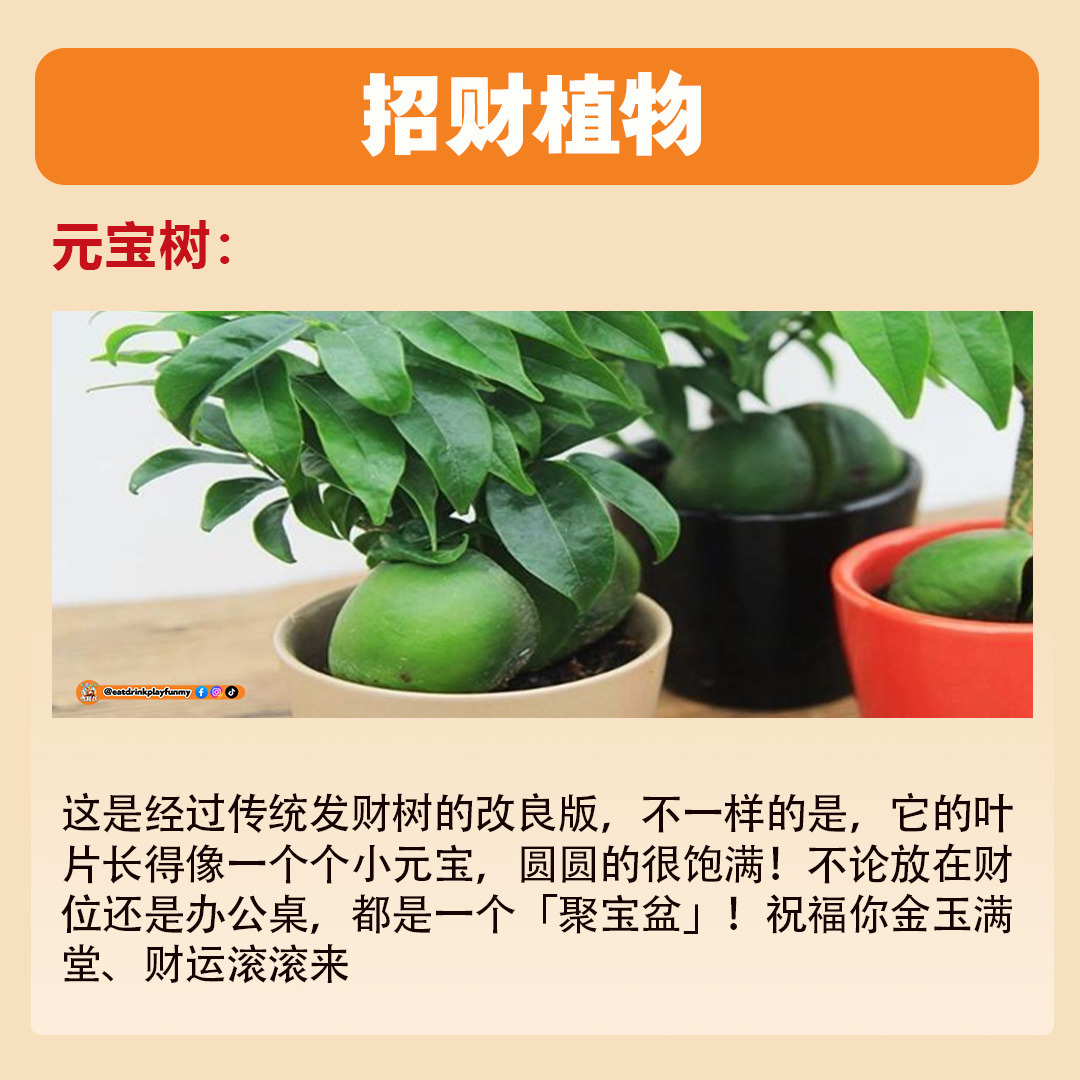 大马吃喝玩乐 - 招财植物