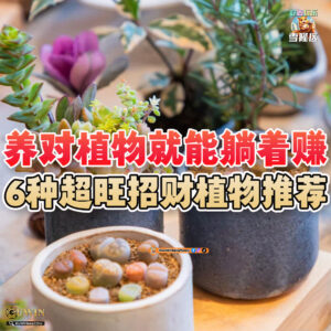 大马吃喝玩乐 - 招财植物