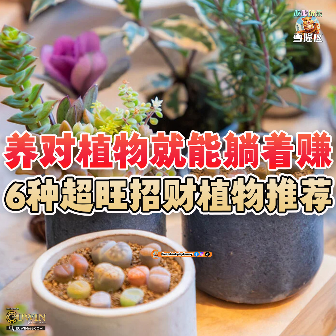 大马吃喝玩乐 - 招财植物