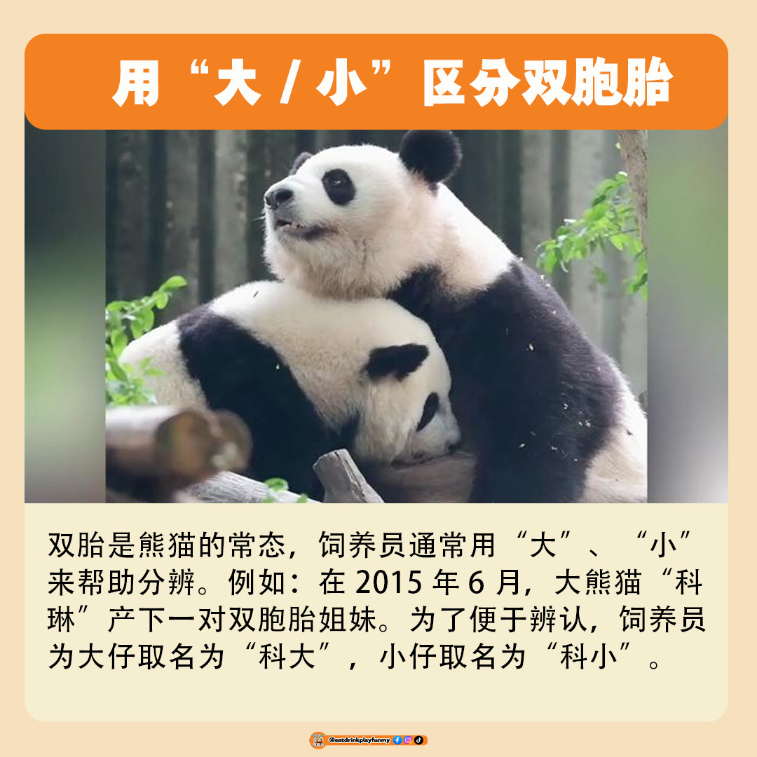 大马吃喝玩乐 - 熊猫为什么有2个名字