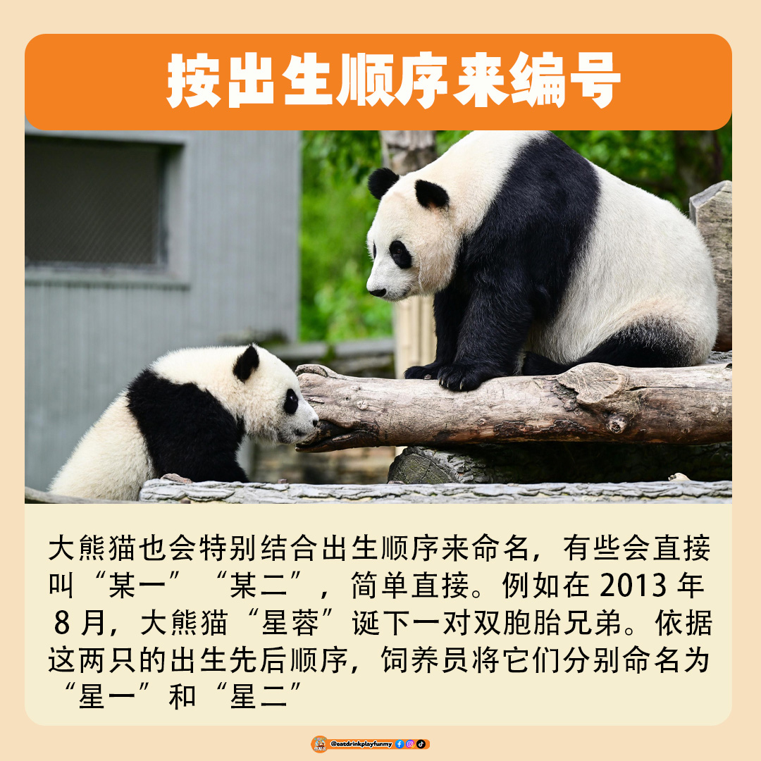 大马吃喝玩乐 - 熊猫为什么有2个名字