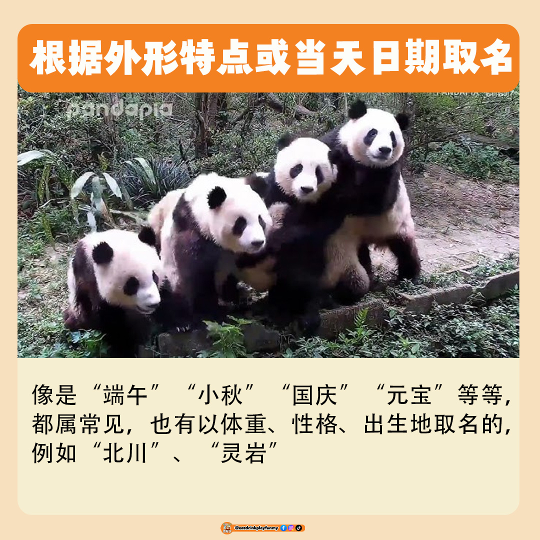大马吃喝玩乐 - 熊猫为什么有2个名字