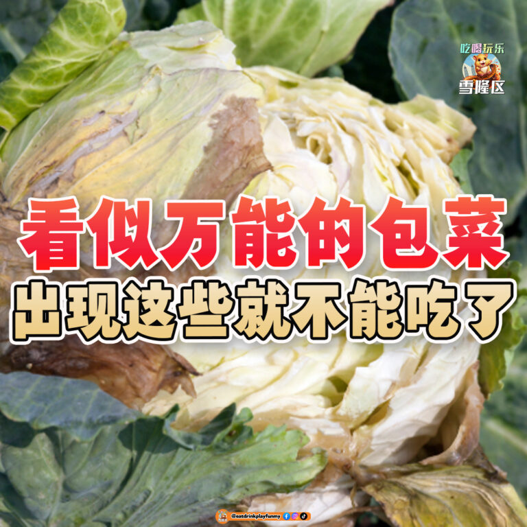 大马吃喝玩乐 - 这些征兆的包菜不能吃